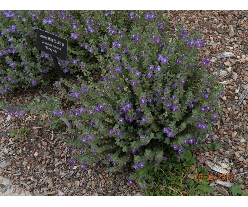 Smoky Hills Skullcap